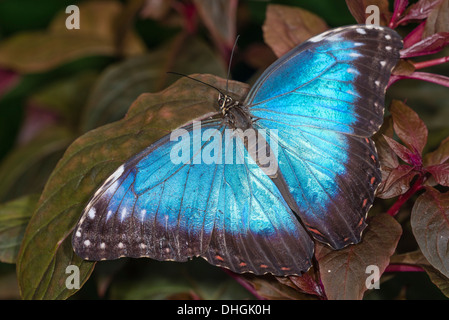 Ein Erwachsener Blue Morpho-Schmetterling in Ruhe Stockfoto