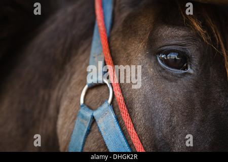 Nahaufnahme eines Auges eines Pferdes Stockfoto