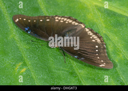 Ein weiblicher gemeinsame Eggfly Schmetterling Aalen Stockfoto