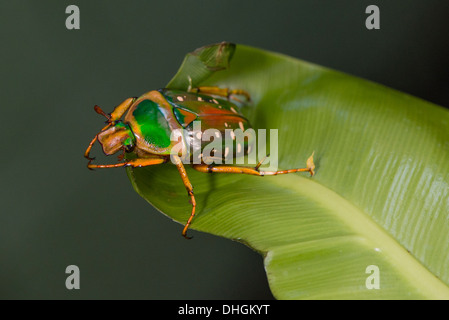 Ein Obst-Käfer ausziehen wird vorbereitet Stockfoto