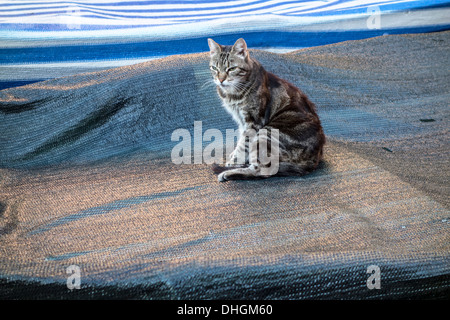 Katze sitzt auf einem Boot, Cinque Terre, Italien Stockfoto