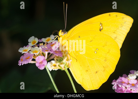 A frisch geschlüpften Orange verjährt Schwefel Schmetterling Fütterung Stockfoto