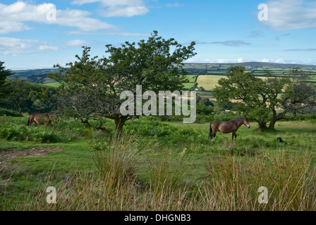 Ponys auf Exmoor, West Somerset, Großbritannien, UK Stockfoto