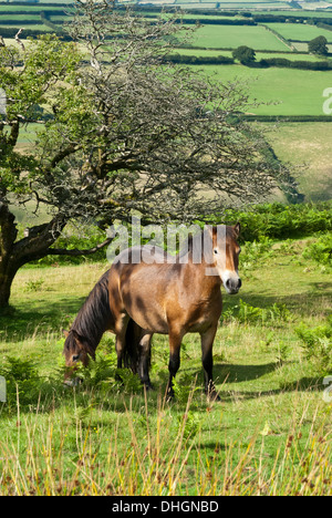 Ponys auf Exmoor, in der Nähe von Winsford Hill, West Somerset, Großbritannien, UK Stockfoto