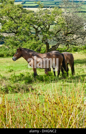 Ponys auf Exmoor, West Somerset, Großbritannien, UK Stockfoto