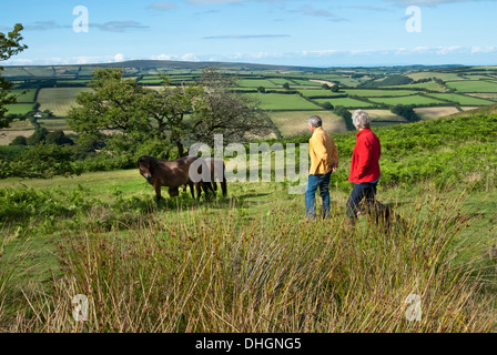 Auf Exmoor Ponys in der Nähe von Winsford Hill, West Somerset, Großbritannien, Großbritannien Stockfoto