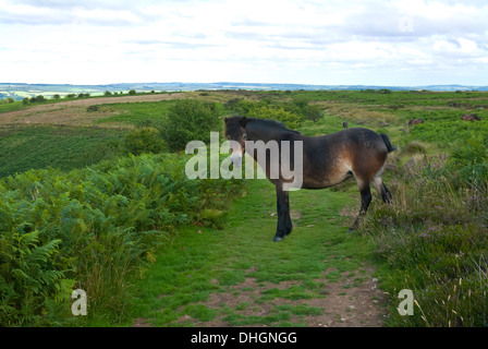 Ein Pony auf Exmoor in der Nähe von Winsford Hill, West Somerset, Großbritannien, UK Stockfoto