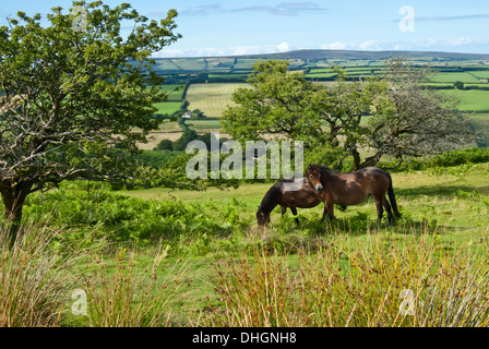 Ponys auf Exmoor, West Somerset, Großbritannien, UK Stockfoto