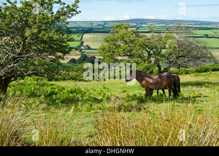 Auf Exmoor Ponys in der Nähe von Winsford Hill, West Somerset, Großbritannien, Großbritannien Stockfoto