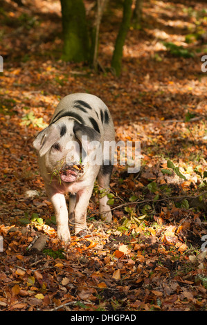 New Forest Schweine Suchen nach Eicheln die New Forest Hampshire England Großbritannien Stockfoto