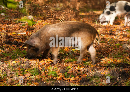 New Forest Schweine Suchen nach Eicheln die New Forest Hampshire England Großbritannien Stockfoto