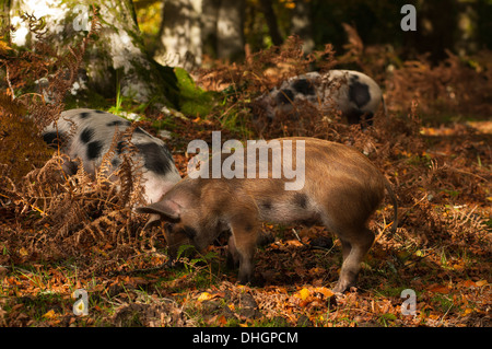 New Forest Schweine Suchen nach Eicheln die New Forest Hampshire England Großbritannien Stockfoto