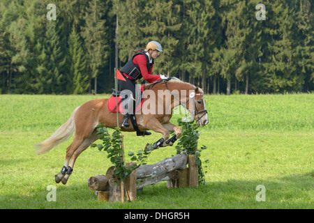 Reiter auf Haflinger Pferd während eines Eintrags cross Country-Wettbewerb Stockfoto