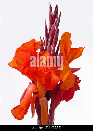 CANNA Lily Stockfoto