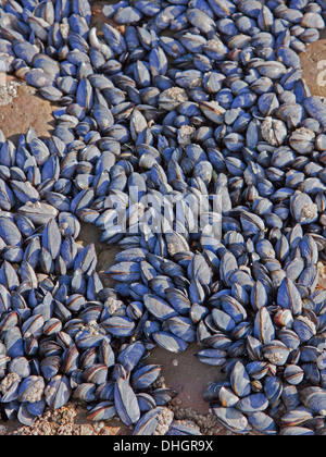 Gemeinsamen Miesmuscheln (Mytilus Edulis) auf Felsen in Cornwall UK Stockfoto