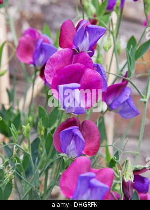 Süße Erbsenblüten ( Lathyrus odoratus ) Des Erbes Sorte Cupani auf dem Höhepunkt des Sommers Stockfoto