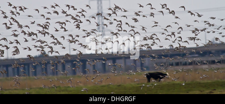 Alpenstrandläufer Herde Stockfoto