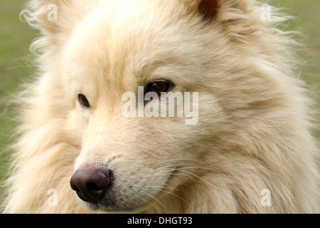 Creme finnische Lapphund Hund, Seite auf Schuss in den Kopf, blickte liebevoll, konzentrieren. Stockfoto