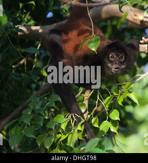 Schwarzhändige Spinnenaffe (Ateles geoffroyi), die andere Affen von einem Baum im tropischen Regenwald beobachten. Stockfoto