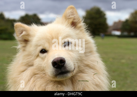 Creme finnische Lapphund Hund, Kopf erschossen, liebevoll, Blick in die Kamera zu konzentrieren. Stockfoto