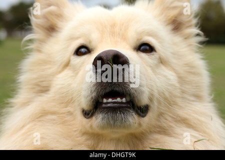 Creme finnische Lapphund Hund Schuss in den Kopf, mit Mund offen unteren Zähne zeigt, als ob lächelnd in die Kamera schauen. Stockfoto