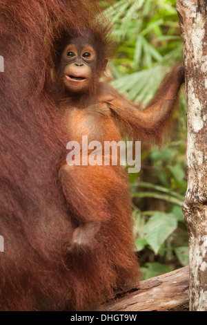 Lächelndes, wildes Borneo-Orang-Utan-Baby (Pongo pygmaeus), das sich am Fell der Mutter klammert, Kalimantan, Indonesien Stockfoto