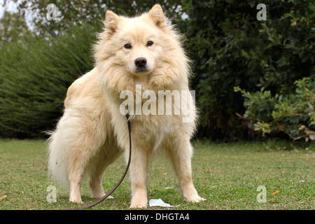 Sahnen Sie finnische Lapphund Hund stehend auf dem Rasen in die Kamera schauen. Stockfoto