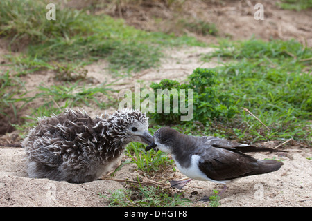 Bonin Petrel (Pterodroma hypoleuca) spaziert durch das neugierige Laysan Albatross-Küken (Phoebastria immutabilis), das sich aus dem Nest lehnt, um Nachforschungen anzustellen Stockfoto