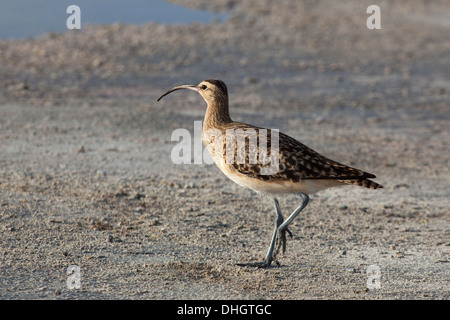 Borsten-thighed Brachvogel (Numenius Tahitiensis) Stockfoto