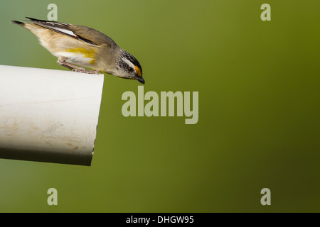 Gekerbten Tasmanpanthervogel Blick in sein Nest in einem alten Rohr Stockfoto