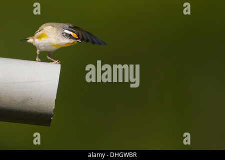 Gekerbten Tasmanpanthervogel fliegen in ihr Nest in einem alten Rohr Stockfoto