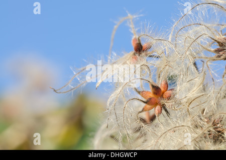 Old mans Bart attraktiven Kletterer wispy flauschig weichen Köpfe schlanke gefiederten Thread Wind Samenausbreitung Stockfoto