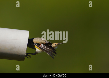 Gekerbten Tasmanpanthervogel fliegen in ihr Nest in einem alten Rohr Stockfoto