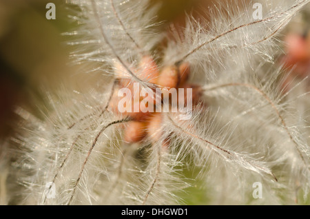 Old mans Bart attraktiven Kletterer wispy flauschig weichen Köpfe schlanke gefiederten Thread Wind Samenausbreitung Stockfoto