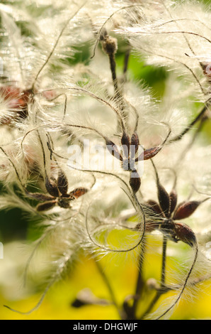 Old mans Bart attraktiven Kletterer wispy flauschig weichen Köpfe schlanke gefiederten Thread Wind Samenausbreitung Stockfoto