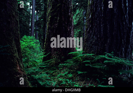 Alten Waldbestands Mount Rainier National Park Washington State USA Stockfoto