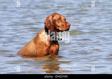 Magyar Vizsla im Wasser sitzen Stockfoto