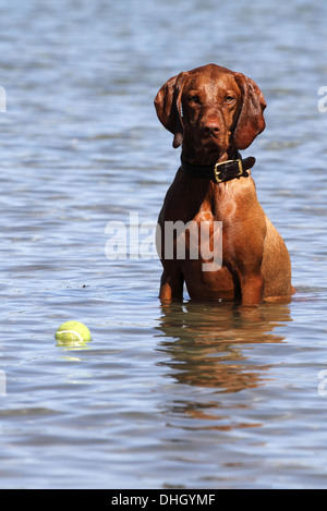 Magyar Vizsla im Wasser sitzen Stockfoto