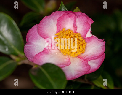 Atemberaubende rosa und weiße Blume und dunkelgrünen Blätter der ungewöhnliche Camellia Sasanqua Sorte "Something Special" auf dunklem Hintergrund Stockfoto