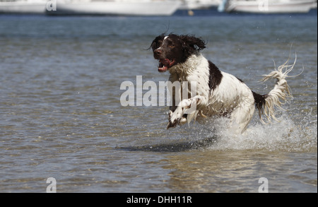 Englisch Springer Spaniel durch Wasser laufen Stockfoto