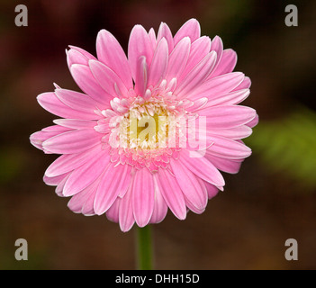 Spektakuläre leuchtend rosa halbgefüllt Blume der Gerbera mit weiß gesprenkelt Kanten zu Blütenblätter vor einem dunklen Hintergrund Stockfoto