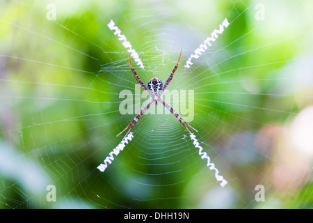Spinne Spinnennetz mit festhalten Weichzeichnen grünen Hintergrund Stockfoto