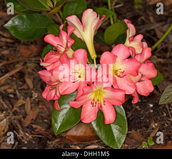 Cluster von großen leuchtend dunkelrosa Blüten und dunkelgrünem Laub tropische Rhododendron Untergattung Sorte "Strawberry Parfait" Stockfoto