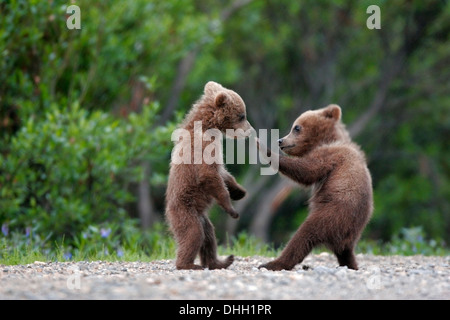 Frühling Cubs, Grizzly oder Braun Bär (Ursus Arctos) im Denali-Nationalpark, Alaska. Stockfoto