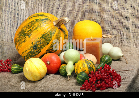 Stillleben mit Zier-Kürbisse und Zapfen zum Erntedankfest Stockfoto