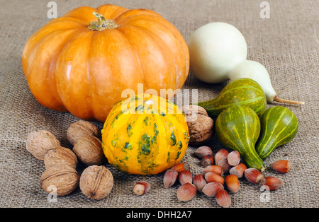 Stillleben mit Zier-Kürbisse und Zapfen zum Erntedankfest Stockfoto