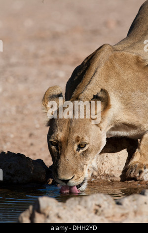 Afrikanische Löwin trinken aus einer Wasserstelle in der Kalahari-Wüste Stockfoto