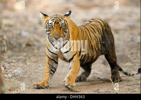 Tiger in Ranthambhore Tiger reserve Stockfoto