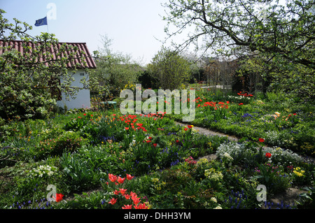 Tulpen in einem Gemeinschaftsgarten Stockfoto