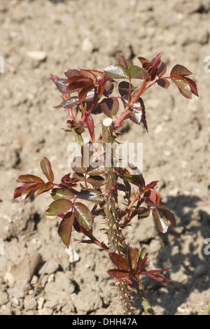 Hybrid-Rose, junge Triebe Stockfoto